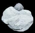 Enrolled Flexicalymene Trilobite From Ohio #30451-2